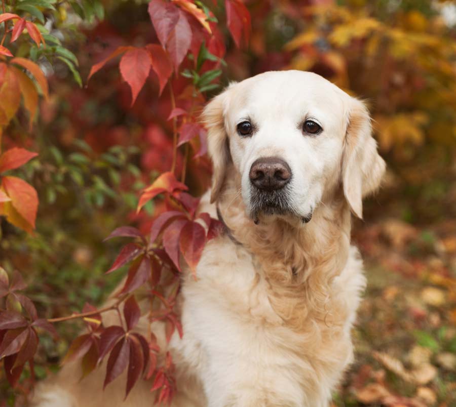 Communication lumineuse avec un chien